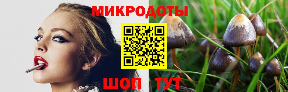 Псилоцибиновые грибы Psilocybe Абинск